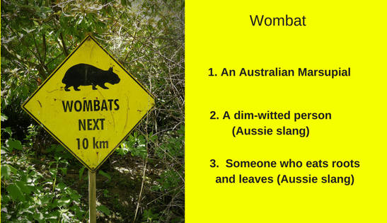 What is a Wombat